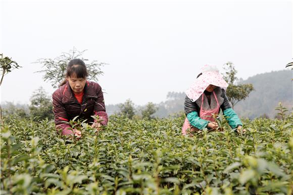 茶农们在万亩茶园基地采摘春茶第一芽。特约通讯员 陈仕川 摄-4