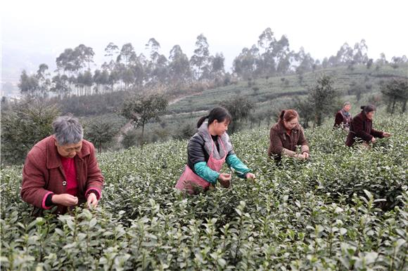 茶农们在万亩茶园基地采摘春茶第一芽。特约通讯员 陈仕川 摄
