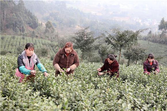 茶农们在万亩茶园基地采摘春茶第一芽。特约通讯员 陈仕川 摄-1