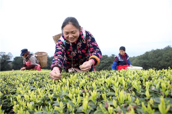 茶农们在成垄的茶田间双手翻飞、灵巧地采摘春茶。2