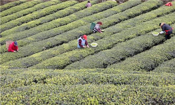 茶农们在成垄的茶田间双手翻飞、灵巧地采摘春茶。1