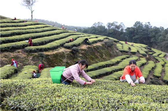 茶农们在成垄的茶田间双手翻飞、灵巧地采摘春茶。