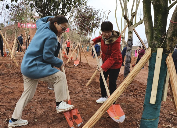 植树活动现场，参与人员挥动着铁锹。通讯员 印茜 吴鑫袁 摄