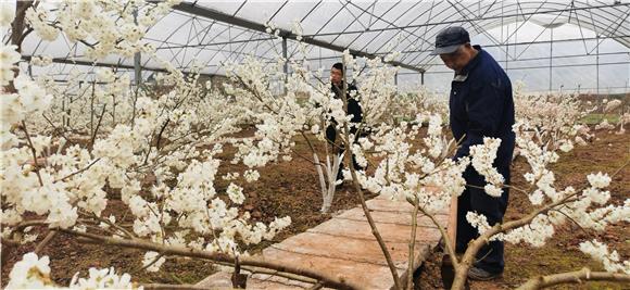 村民在樱桃大棚松土除草。特约通讯员 赵武强 摄