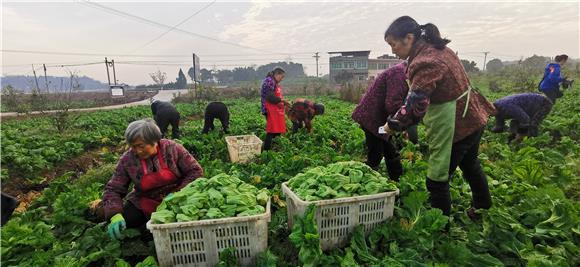 1村民采收蔬菜。特约通讯员 赵武强 摄