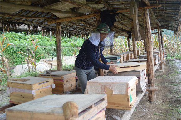 中蜂养殖，蜂箱摆放得井井有条。彭水县委宣传部供图 华龙网发
