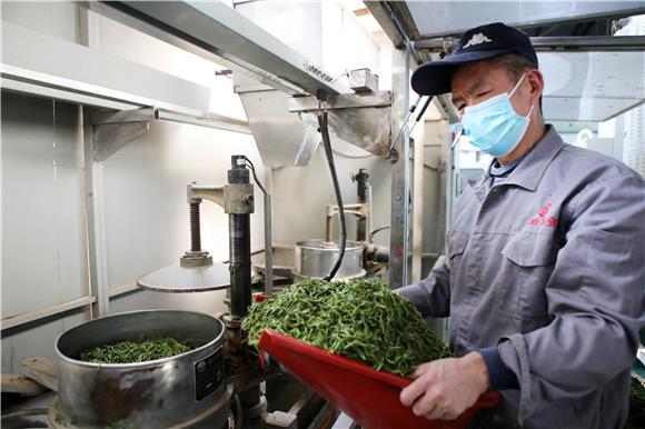 工人在生产车间生产“永川秀芽”。通讯员 付丽 摄