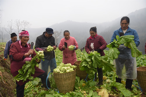 西沱南坪村村民在采收青菜头。特约通讯员 隆太良 摄