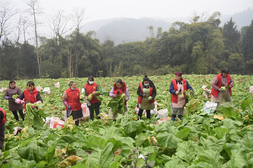 西沱镇山平村组织志愿者采收青菜头。特约通讯员 隆太良 摄