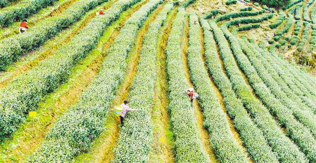 Tea growers picking tea at the Base located at Banxihe Village, Nancheng Sub-district, Nanchuan District on February 18 (Photographed by Gan Haomin/Vision Chongqing) 茶