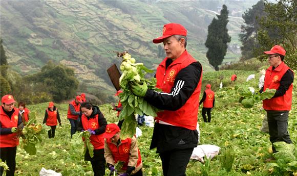 党员志愿者在帮助何明春家收砍菜头。通讯员 文光辉 摄