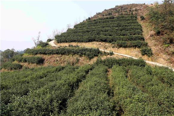 传统茶山升级   特约通讯员谭显全摄