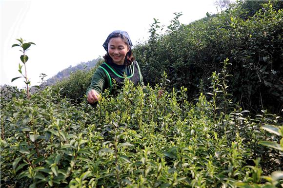 采摘春茶   特约通讯员谭显全摄