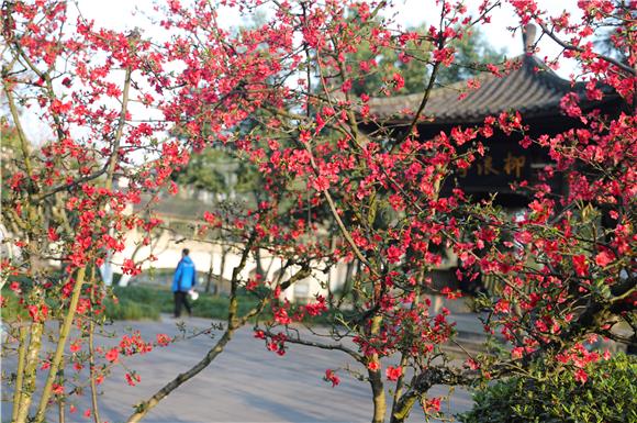 城区滨河公园盛开的海棠花。（通讯员 陈刚 摄）