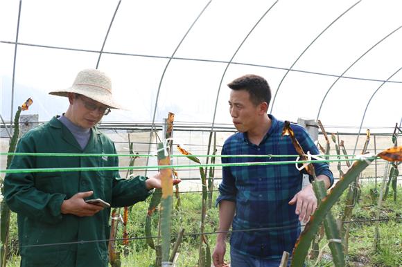 程小林指导火龙果种植 通讯员 董裕林 摄