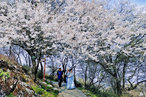 美丽的樱花林吸引了不少汉服美女前来打卡拍照 。华龙网-新重庆客户端 张雅萍 摄