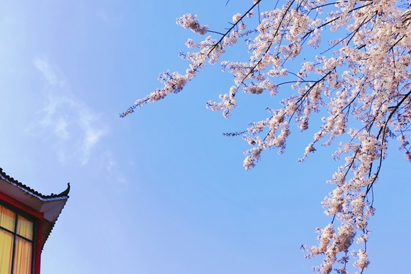 天气晴好，樱花盛开。华龙网-新重庆客户端 张雅萍 摄