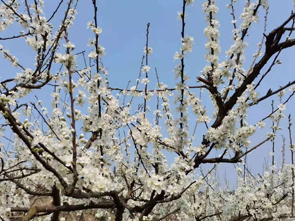 每年3月，李花源景区内漫山的李花盛开，处处银妆素裹，如皑皑白雪。通讯员 唐良素 摄 