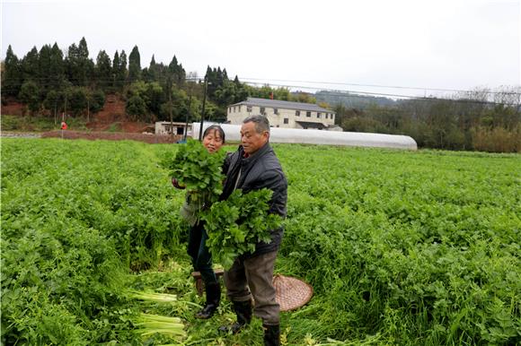 林世华夫妻俩在基地务工。特约通讯员 谭显全 摄