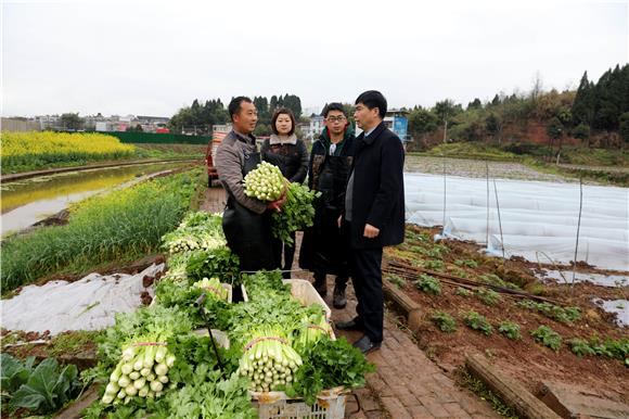 打造“菜篮子”基地。特约通讯员 谭显全 摄