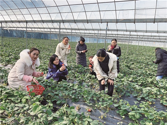 市民正在采摘草莓。通讯员 李达元 摄