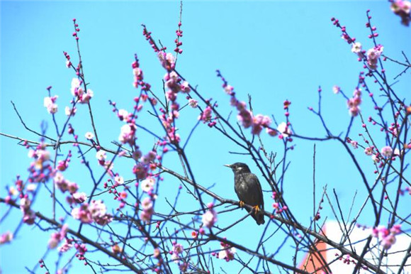 巫山：鸟儿枝头喜闹春