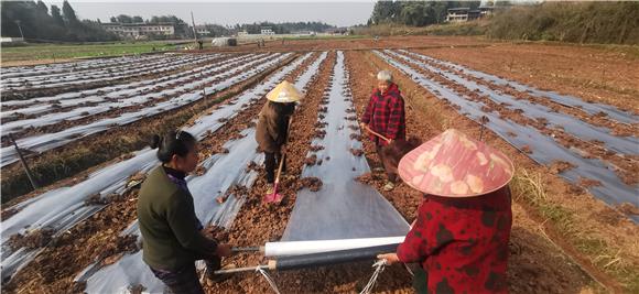 农民工为新栽的菜秧盖膜保温。特约通讯员 赵武强 摄