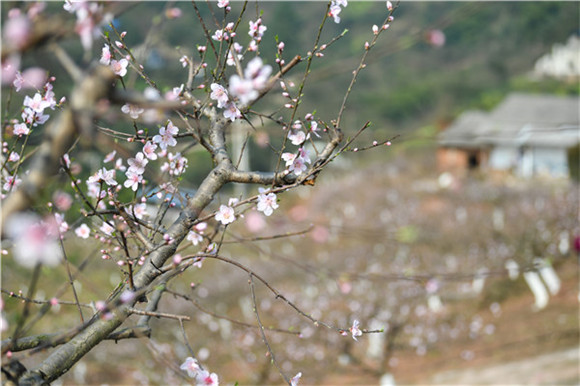 1花果山的桃花和李花。通讯员 陈林 摄