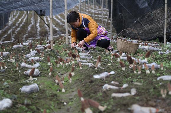 村民在采摘羊肚菌。特约通讯员 廖唯 摄1