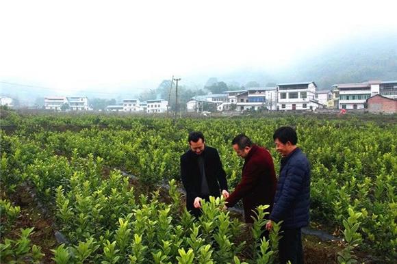 山村建起的中药材基地。特约通讯员 赵武强 摄