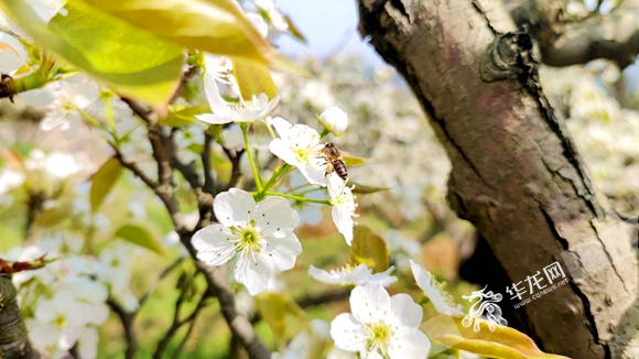 4、蜜蜂采集花蜜，一派生机盎然。华龙网-新重庆客户端记者 闫仪 摄