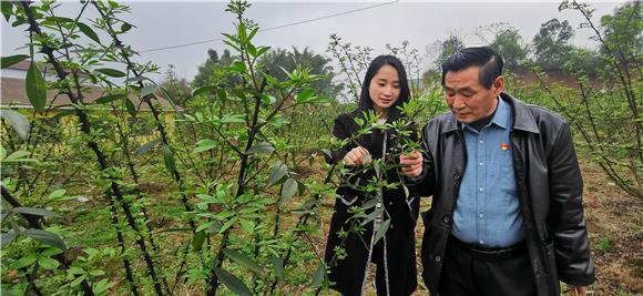 村里建起的花椒林。特约通讯员 赵武强 摄