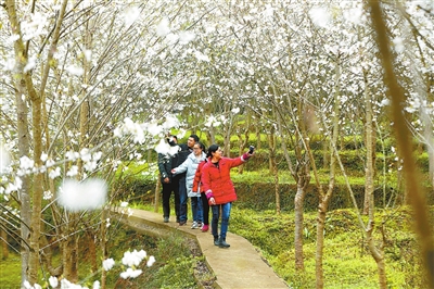 铁门乡长塘村樱花园，游客在一边漫步一边赏花。