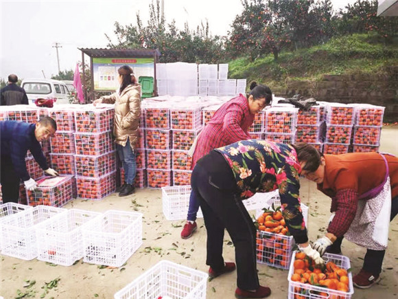 村民正忙着将采摘下来的柑桔装箱。通讯员 夏荣伟 摄