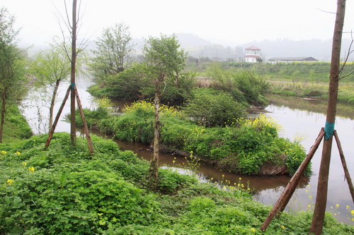 合川南溪河湿地公园内的天然河心岛。 特约通讯员 周云 摄