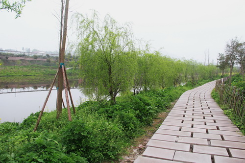 合川南溪河湿地公园滨河步道。 特约通讯员 周云 摄