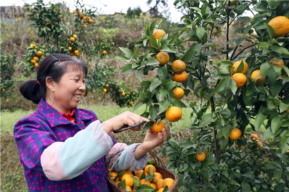 石盆村村民正在采摘金灿灿的橘子，开心地笑了。特约通讯员 杨元忠 摄