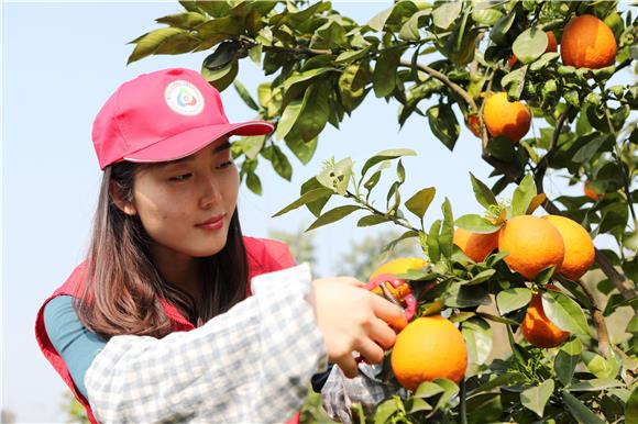 ，青年志愿者在果园里采摘梨橙。通讯员 陈仕川 摄