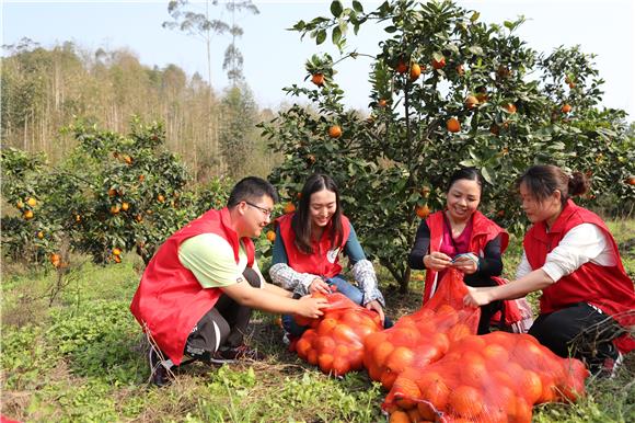 青年志愿者在果园里装袋梨橙。通讯员 陈仕川 摄