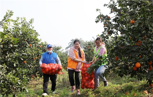 青年志愿者在果园里搬运梨橙。通讯员 陈仕川 摄