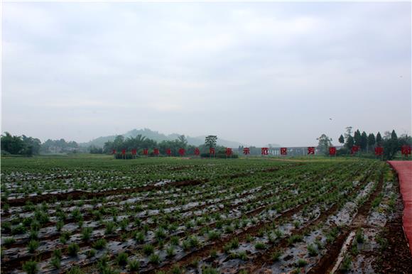 大足区高升镇芳香植物规模种植基地。特约通讯员 谭显全 摄