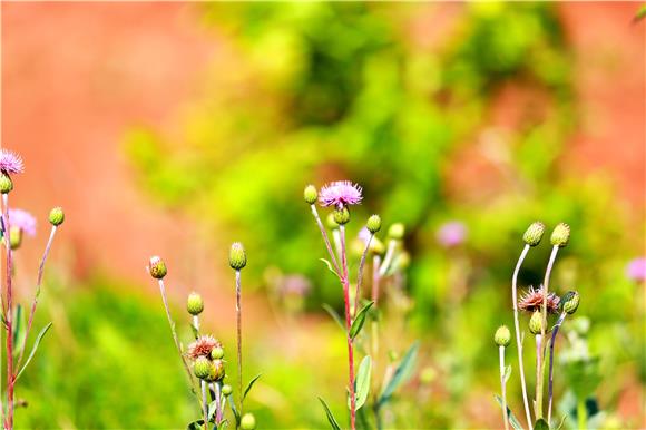 芳香花海。特约通讯员 谭显全 摄