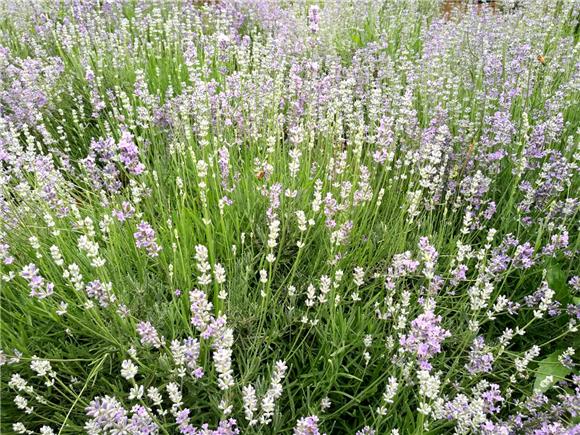 芳香花海。特约通讯员谭显全 摄