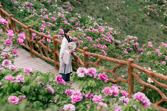 恺之峰旅游区牡丹花开得正好。垫江县委宣传部供图 华龙网发
