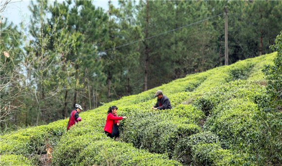 5茶农们采摘茶叶。通讯员 刘滨清 摄