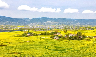 1李白油菜花全景。通讯员 龚长浩 摄