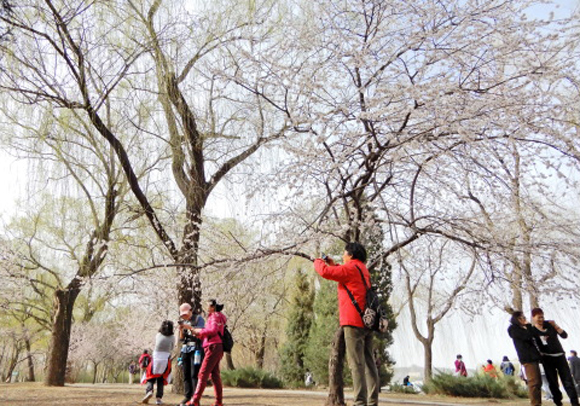 3月22日，游人在颐和园游览。新华社记者-李欣-摄1