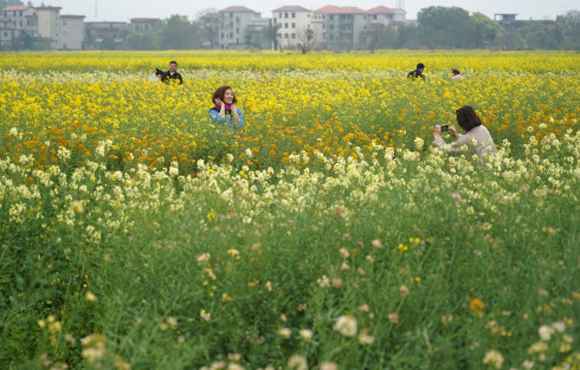 游客在江西省安义县鼎湖镇榨下村的油菜花海里游览观光。新华社记者 万象 摄1