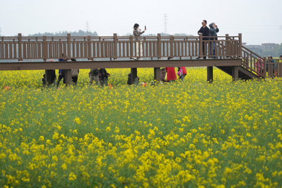 游客在江西省安义县鼎湖镇榨下村的油菜花海里游览观光。新华社记者 万象 摄
