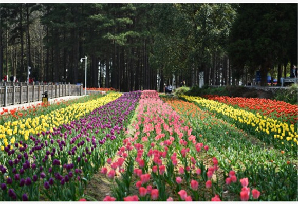 3月23日，游客在贵州省龙里县龙架山国家森林公园赏花观光。新华社记者 杨文斌 摄3